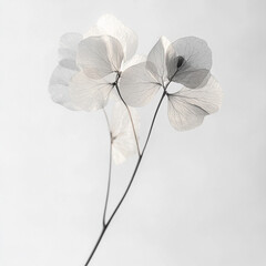 Minimalistyczny suchy kwiat hortensji w kolorze kości słoniowej, trendy 2025, tapeta generative ai 