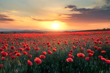 Fototapeta premium Breathtaking landscape of a poppy field at sunset with the sun dipping low on the horizon, casting a warm glow over the vibrant red flowers