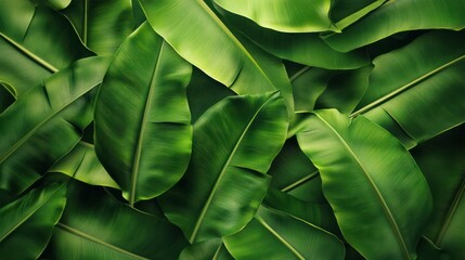 surface of banana leaf texture background