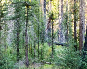 A moody redwood forest, recovering from a devastating fire.