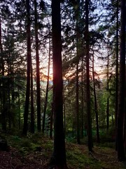 Fototapeta premium Morning sun rays in the forest