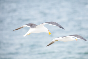 Dolphin Gulls (leucophaeus scoresbil) in flight searching for food.