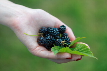 A close-up of juicy blackberries with a vibrant texture and dew drops, giving a feeling of freshness and summer mood