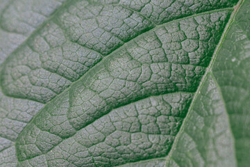 Obraz premium A close-up of a green leaf with fine veins that reflects light, highlighting its texture and the natural beauty of nature