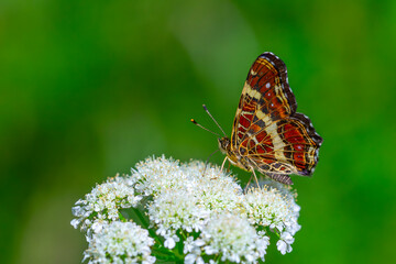 map butterfly feeding on flower, European Map, Araschnia levana