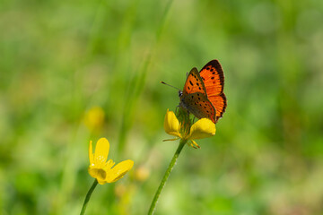 tiny butterfly with fire-coloured wings, Lycaena ottomanus