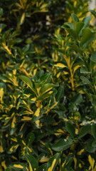 Closeup of autumn leaves, green and yellow leaves, autumn nature