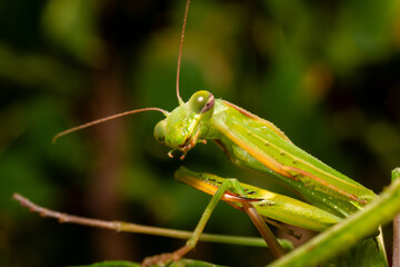 green praying mantis