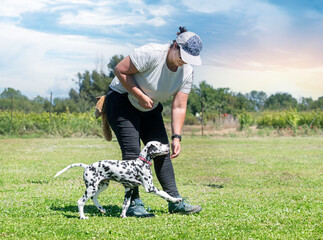 training of puppy dalmatian