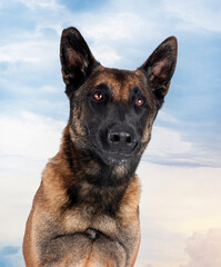 malinois in nature