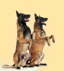 malinois in studio