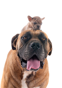 Boerboel and bouledogue in studio