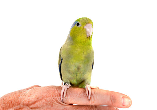 Pacific parrotlet in studio
