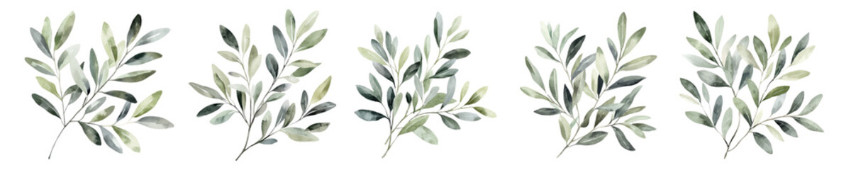 Set of watercolor olive branches with green leaves isolated on white background
