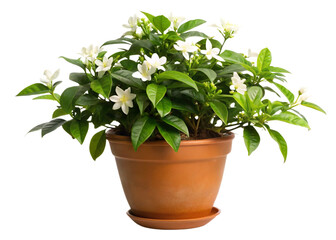 Obraz premium A vibrant basil plant growing in a pot, showcasing lush green leaves and a healthy appearance, ideal for a home garden or kitchen herb collection