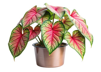 Obraz premium A vibrant pink flower in a pot surrounded by lush green leaves, showcasing the beauty of spring blooms and adding a touch of nature to any garden or indoor space