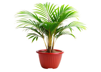 Obraz premium The image shows a tree and a plant in pots with green leaves, surrounded by nature and houseplants, representing indoor gardening and decoration