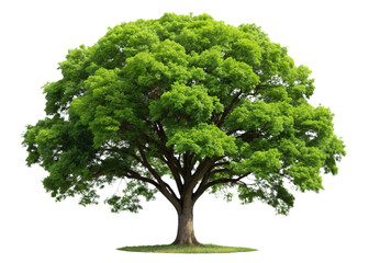 A single green oak tree isolated on a white background surrounded by leaves and grass symbolizing nature and growth