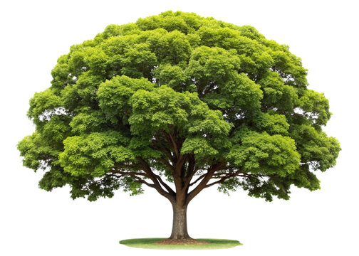 A single green oak tree isolated on a white background, showcasing its leaves, trunk, and branches, representing nature and growth in a summer environment