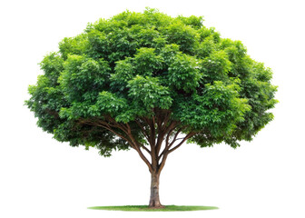 A large green oak tree with full leaves isolated on a white background