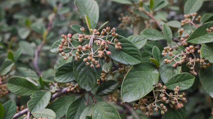 Green leaves with young fruits, green leaves with inflorescences
