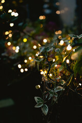 christmas tree with lights