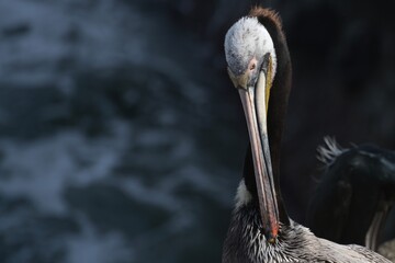 Pelican 