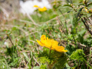 Rare flowers of alpine meadows, decorated with drops of dew, create a bright and picturesque landscape, filling the atmosphere with freshness