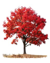 Isolated Autumn Tree. Bright Red Maple Tree with White Background in Fall Season