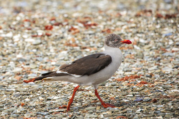  A young Dolphin Gull (Leucophaeus scoresbii) on shell beach.