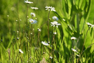 White Daisies