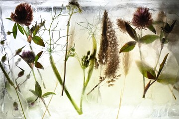 Frozen Weeds