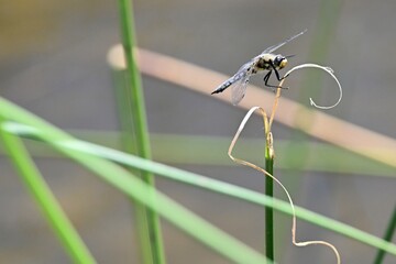Dragon Fly on Reed