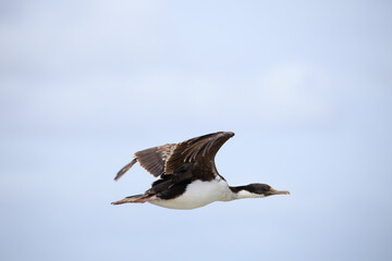 A King cormorant or Imperial shag (Leucocarbo antreceps) in flight.