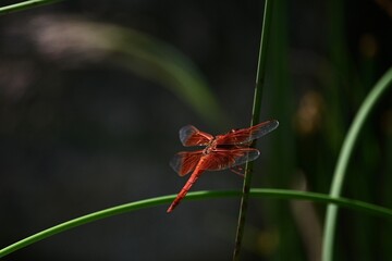 Red Dragonfly 