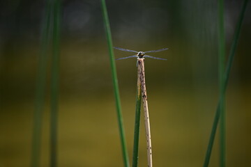 Dragon Fly on Reed