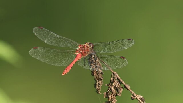 beautiful Sympetrum, red dragonfly with green background, close-up red dragonfly, large dragonfly on a dried branch