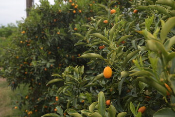 California Kumquats