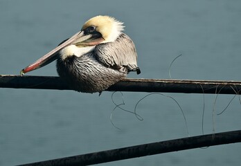 City Pelican on Utility Line