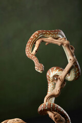 A python is coiled in a defensive posture, with its head raised and ready to strike. The snake scales glisten under the soft light, reflecting its alertness and readiness.