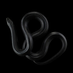 A snake is coiled on a black surface, its body forming a perfect spiral. The dark background...