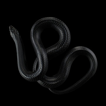 A snake is coiled on a black surface, its body forming a perfect spiral. The dark background enhances the snake sleek form and the symmetry of its position.