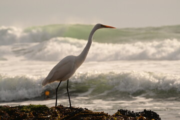 Egret in the Surf