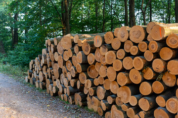 Stack of freshly cut tree logs lined up along a forest path in the early morning sun. Concept of forestry, sustainable wood harvesting, and natural resources. High quality photo
