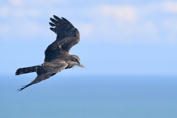 Northern Harrier