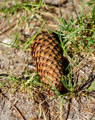 A close-up of a fir cone lying on the ground