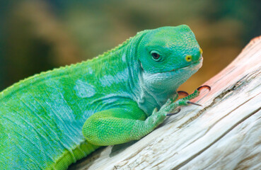 A green lizard is on a log