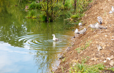 A group of seagulls are gathered around a body of water