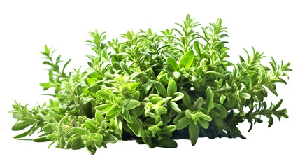 Fresh Thyme Herb Plant, Lush Green Foliage, Isolated on Transparent Background, Perfect for Culinary, Health, and Natural Remedies Concepts