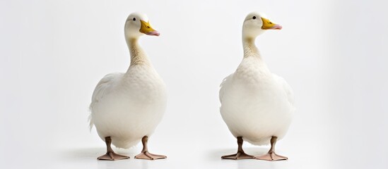 Fototapeta premium Two White Ducks Facing Each Other